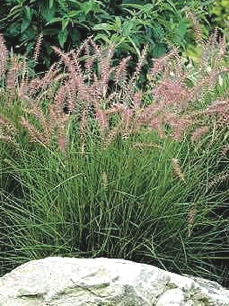 Oriental Pink Fountain Grass (Pennisetum orientale 'Karley Rose')