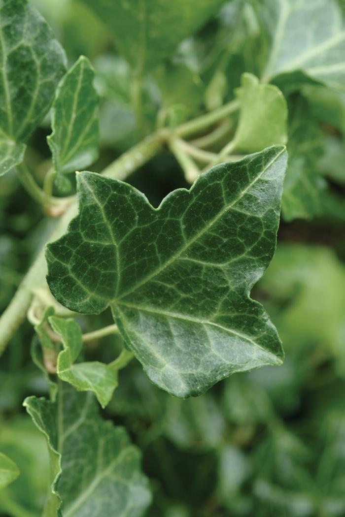 Baltic Ivy (Hedera helix 'Baltica')