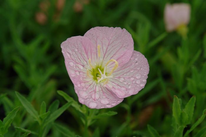 Evening Primrose (Oenothera speciosa 'Siskiyou')