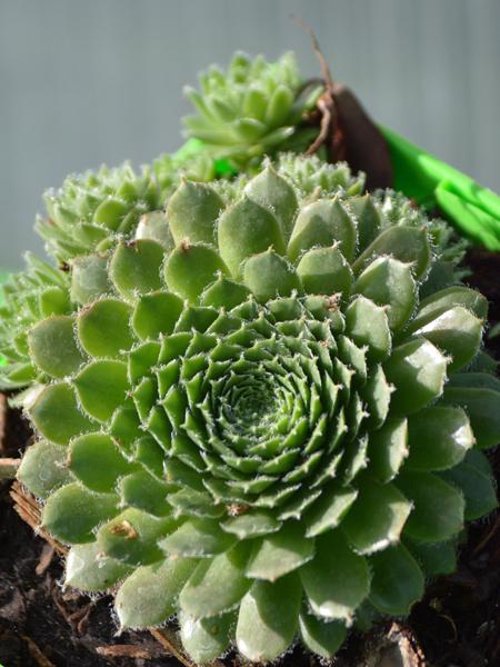 Sempervivum 'Pilioseum' (Hens and Chicks)