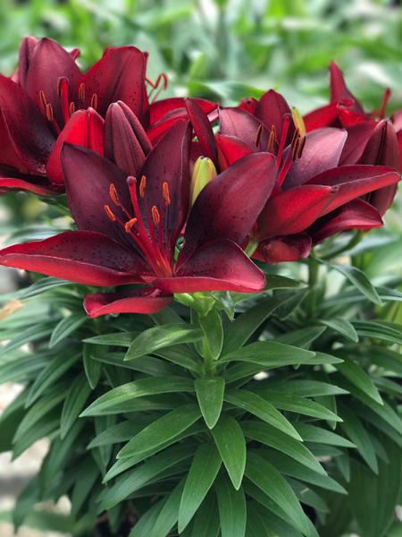 Lilium Lily Looks™ 'Tiny Comfort' (Dward Asiatic Lily)