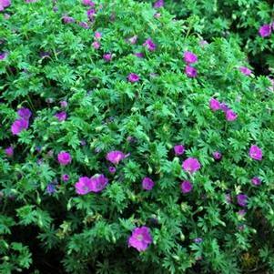 Geranium sanguineum 'Max Frei' (Cranesbill)