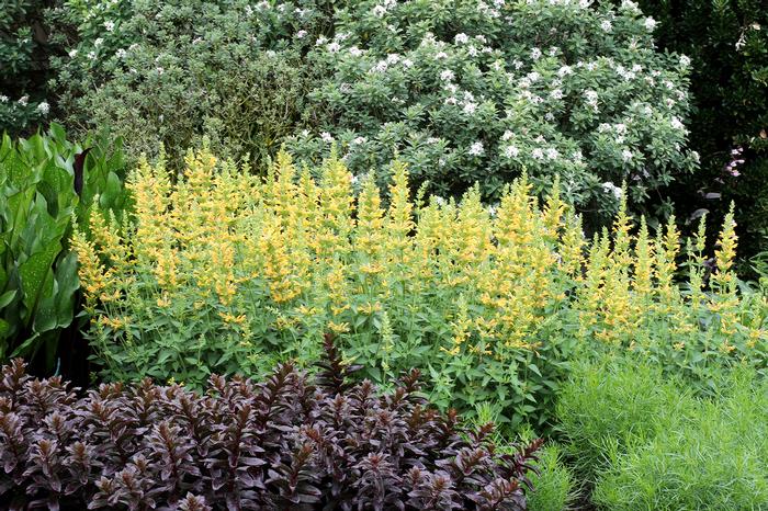 Agastache x Kudos™Yellow (Dwarf Hummingbird Mint) perennial