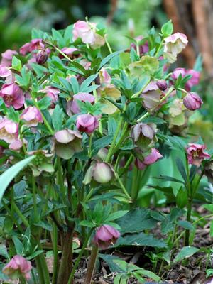 Helleborus orientalis (Lenten Rose)