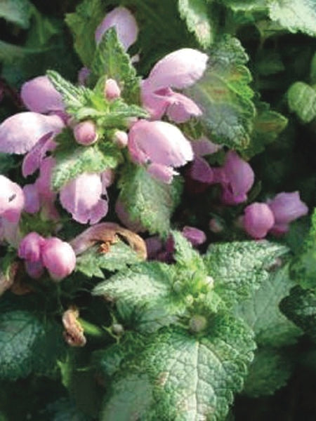 Lamium maculatum 'Red Nancy' (Dead Nettle)