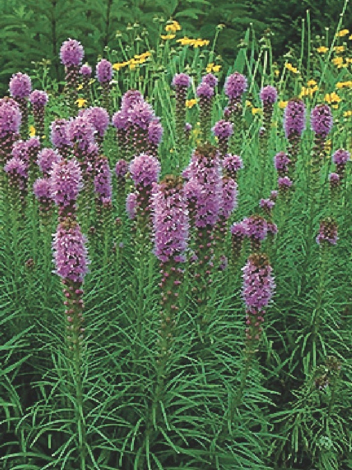 Purple Gay Feather (Liatris spicata 'Kobold')