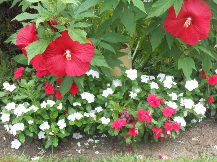 Hibiscus moscheutos 'Lord Baltimore' (Hardy Hibiscus)
