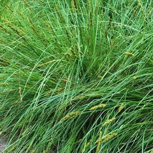 Fox Sedge (Carex vulpinoidea)