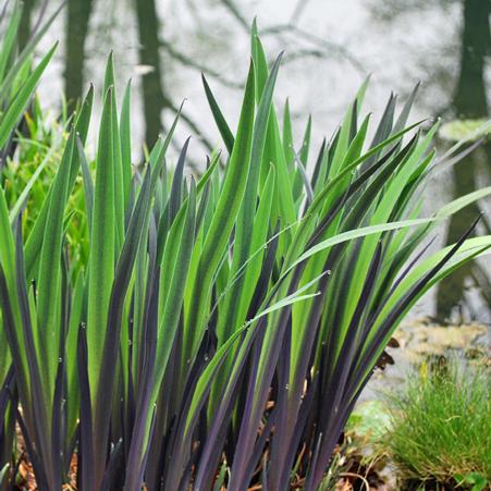 Blue Flag (Iris versicolor 'Purple Flame')