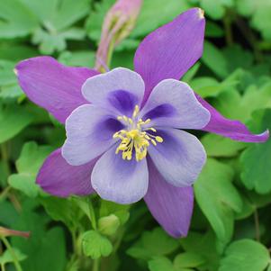 Aquilegia Earlybird™Purple Blue (Columbine) perennial, purple flowers