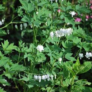 Dicentra spectabilis 'Alba' (Old Fashioned Bleeding Heart)