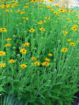 Rudbeckia fulgida var. deamii (Black Eyed Susan)