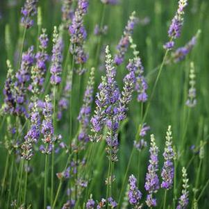 Fat-Spiked Lavender (Lavandula x intermedia 'Grosso')