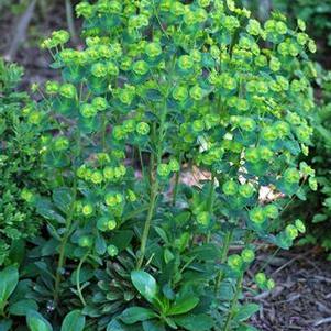 Robb's Spurge (Euphorbia amygdaloides var. robbiae)