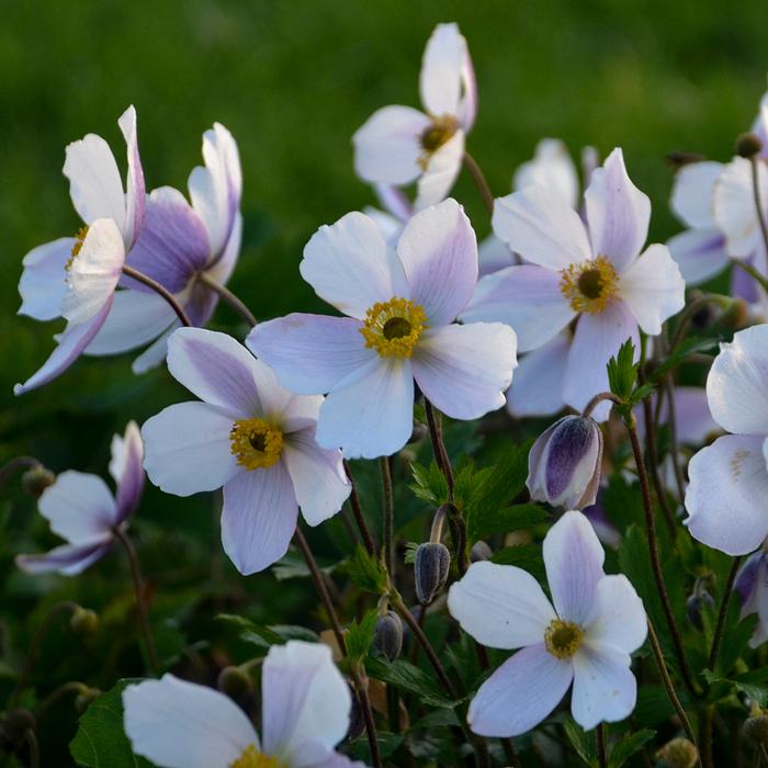 Anemone x Wild Swan™ (Windflower) perennial