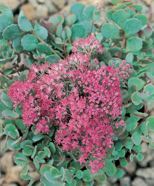 Sedum cauticola 'Lidakense' (Stonecrop)