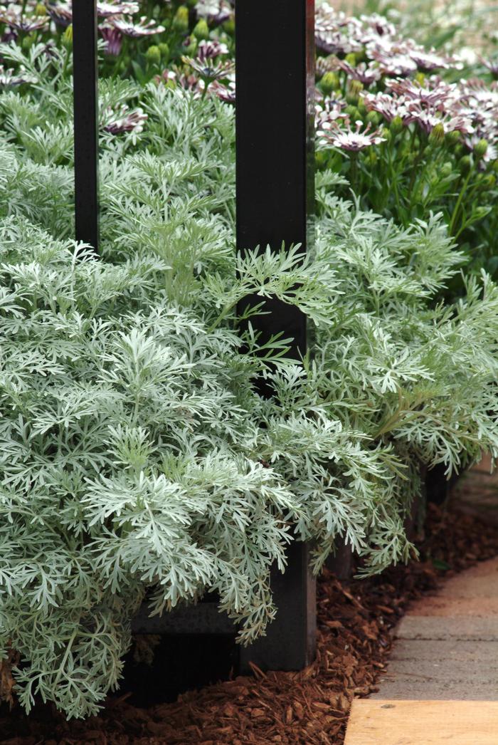 Wormwood (Artemisia arborescens 'Powis Castle')