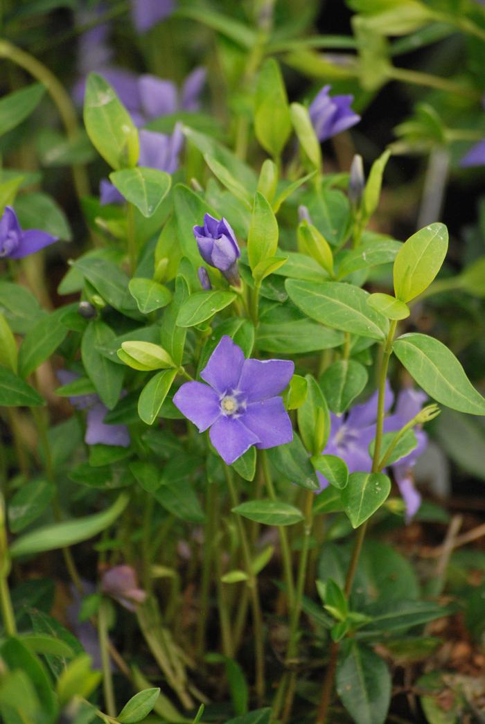 Common periwinkle (Vinca minor), purple flowers