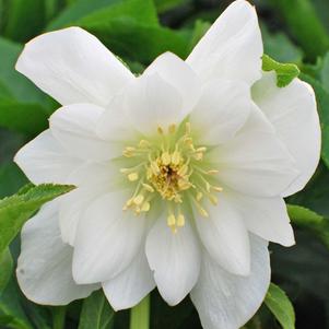 Helleborus x hybridus Winter Jewels® 'Sparkling Diamond'