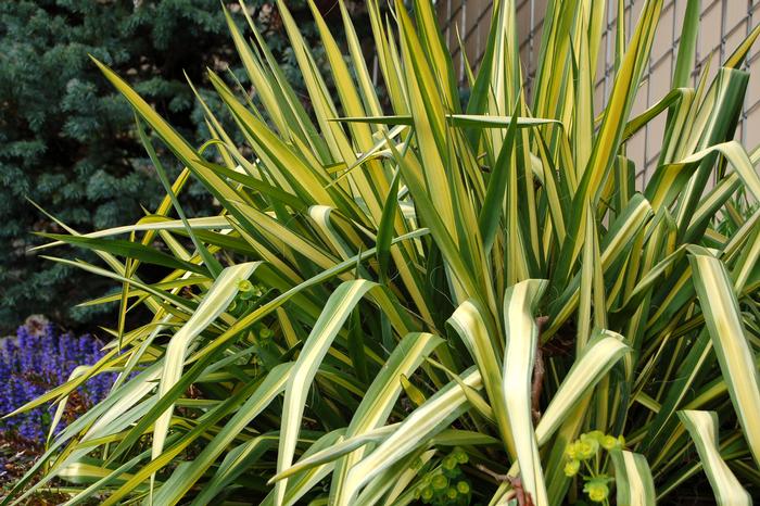 Yucca filamentosa 'Color Guard' (Vareigated Adam's Needle)