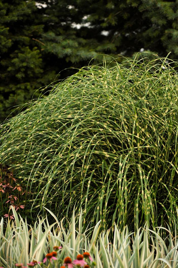 Miscanthus sinensis 'Little Zebra' (Variegated Maiden Grass)