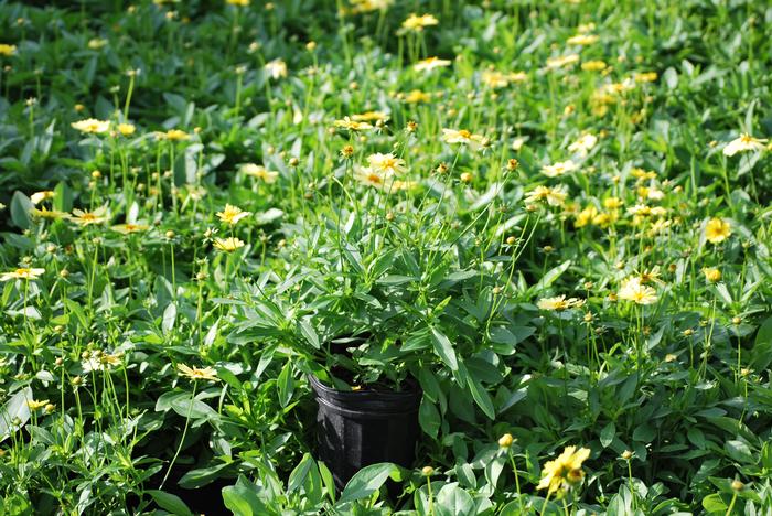 Coreopsis grandiflora Solanna™Glow (Tickseed), yellow flowers