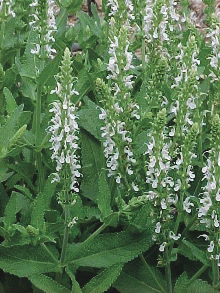 Salvia nemorosa 'Snow Hill' (Sage)