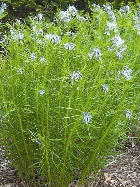Thread-leaf Blue Star (Amsonia hubrichtii)