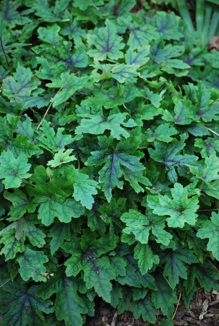 Tiarella cordifolia 'Elizabeth Oliver' (Foam Flower)