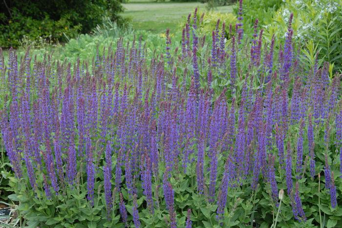 Salvia nemorosa 'East Friesland' (Sage)