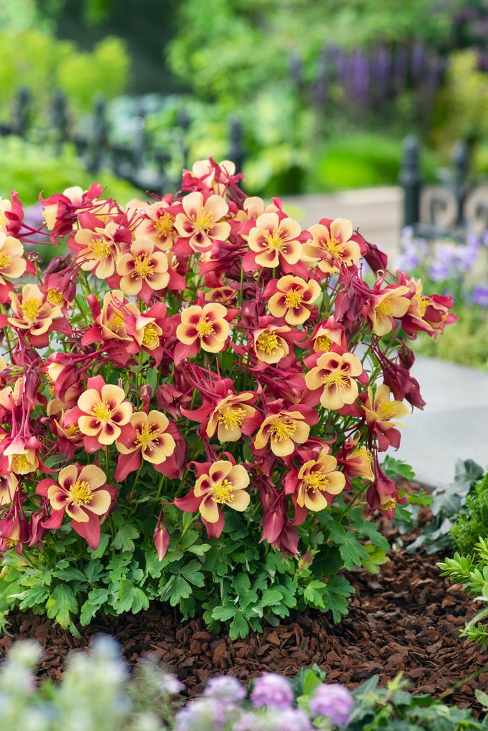 Aquilegia Earlybird™Red Yellow (Columbine) perennial, red and yellow flowers