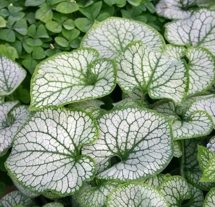 Variegated Dwarf Anchusa (Brunnera macrophylla 'Jack Frost')