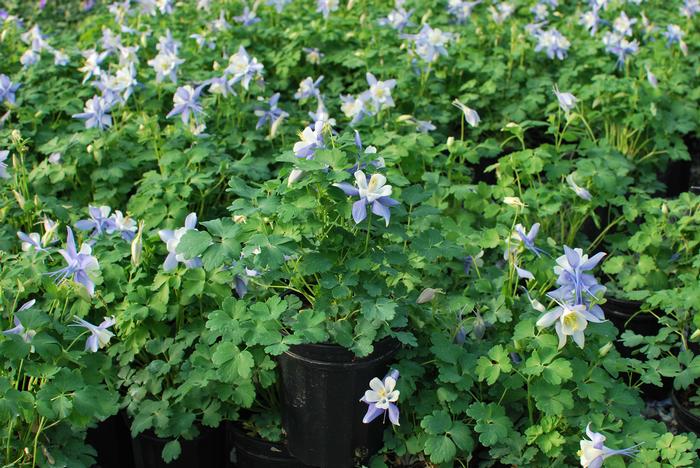 Aquilegia Kirigami™Deep Blue & White (Columbine) perennial, purple flowers