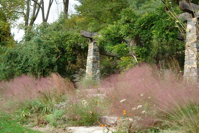 Pink Muhly Grass (Muhlenbergia capillaris)