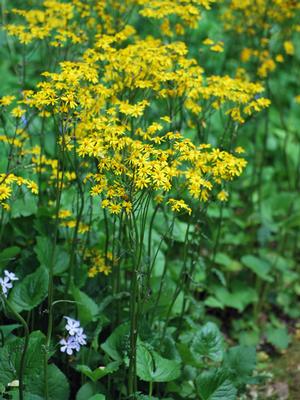 Golden Ragwort (Senecio aureus)