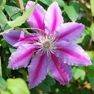 Clematis hybrid 'Dr. Ruppel' (Hybrid Clematis), purple flower