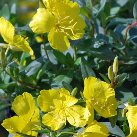 Sundrops (Oenothera fruticosa)