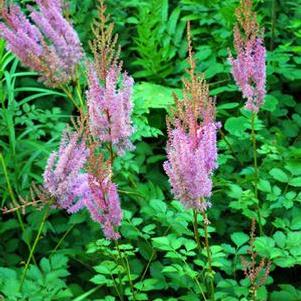 Astilbe taquetii 'Purple Candles' (False Spirea), purple flowers