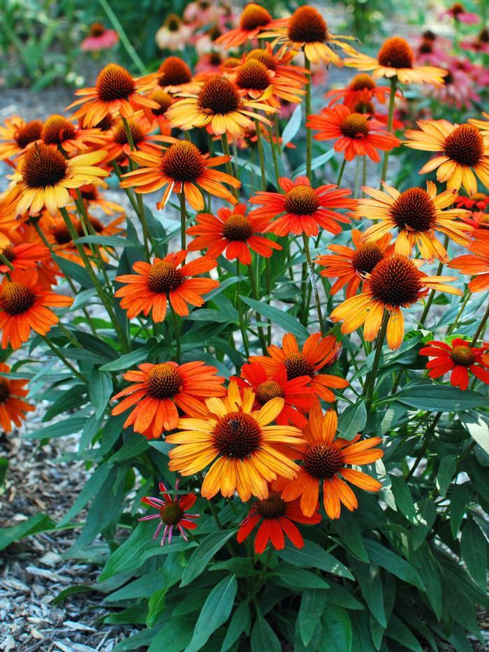 Echinacea Kismet® Intense Orange (Coneflower), orange flowers