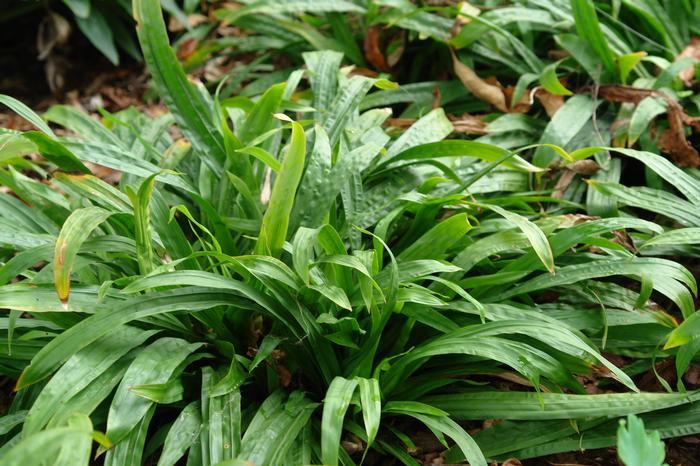 Seersucker Sedge / Plantain-leaf Sedge (Carex plantaginea)