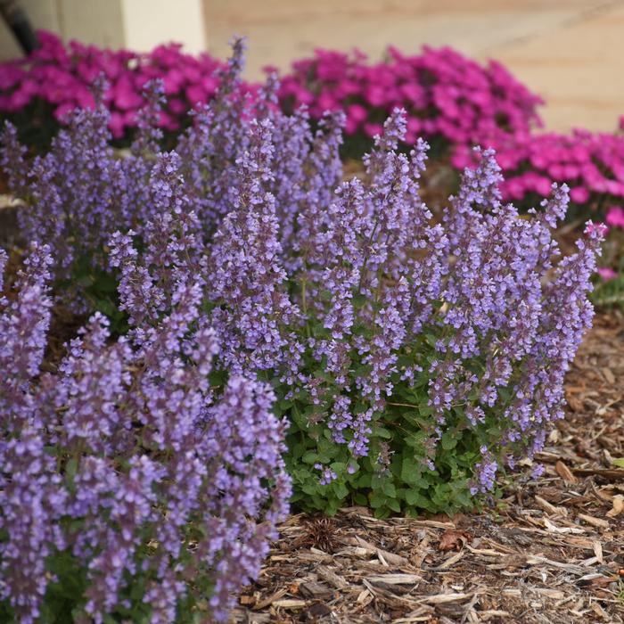 Nepeta x 'Cat's Pajamas' (Catmint)