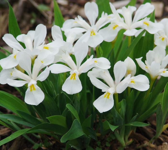 Iris cristata 'Tennessee White' (Dwarf Crested Iris)