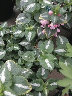 Lamium maculatum 'Shell Pink' (Dead Nettle)