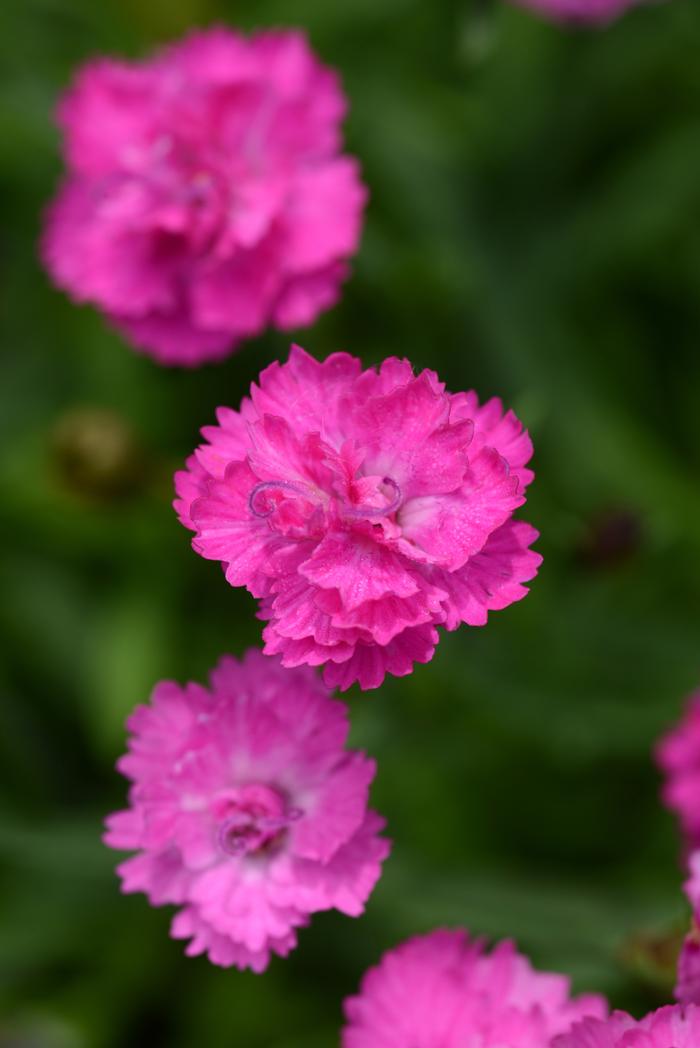 Dianthus Mountain Frost™Pink PomPom (Garden Pinks), pink flowers