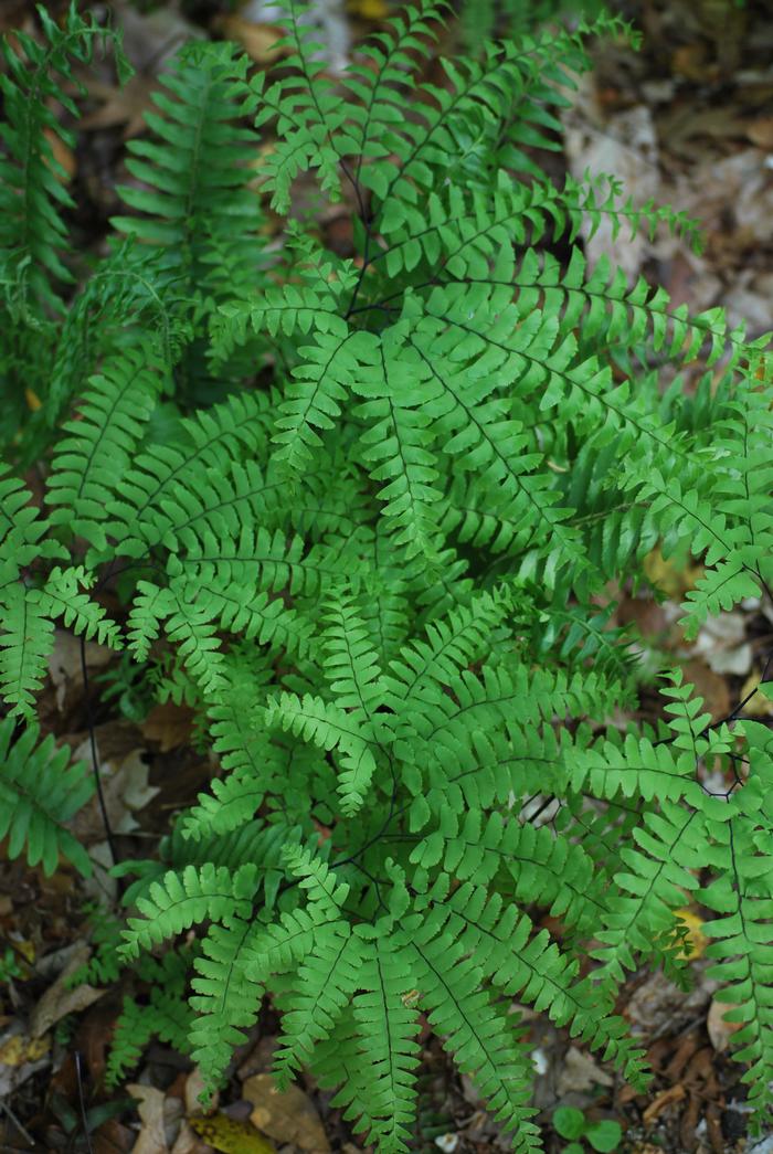 Northern Maidenhair Fern (Adiantum pedatum)