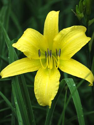 Hemerocallis 'Hyperion' (Daylily)