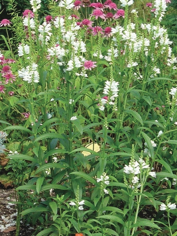 Physostegia virginiana 'Miss Manners' (Obedient Plant)