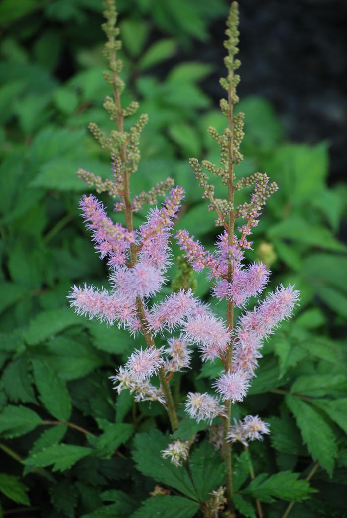 Astilbe chinensis 'Pumila' (False Spirea) perennial, purple flowers