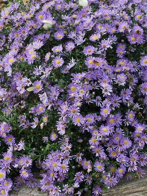 Blue Wood Aster (Aster dumosus 'Wood's Blue'), purple flowers