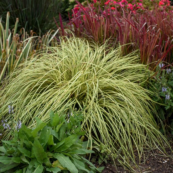 Variegated Japanese Sedge (Carex oshimensis 'Evergold')